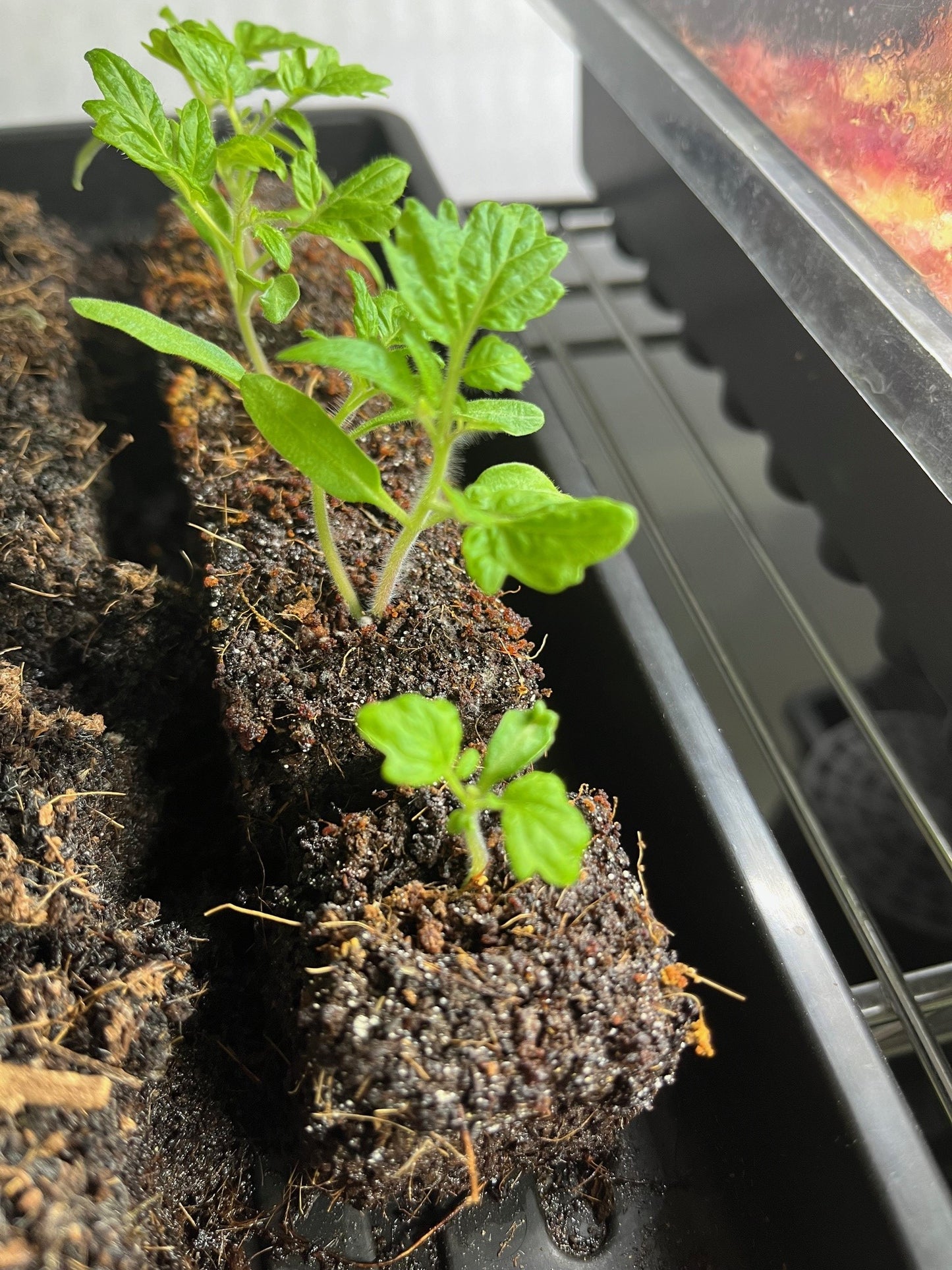 Jeune plant de tomate poussant dans un bloc de terreau compressé