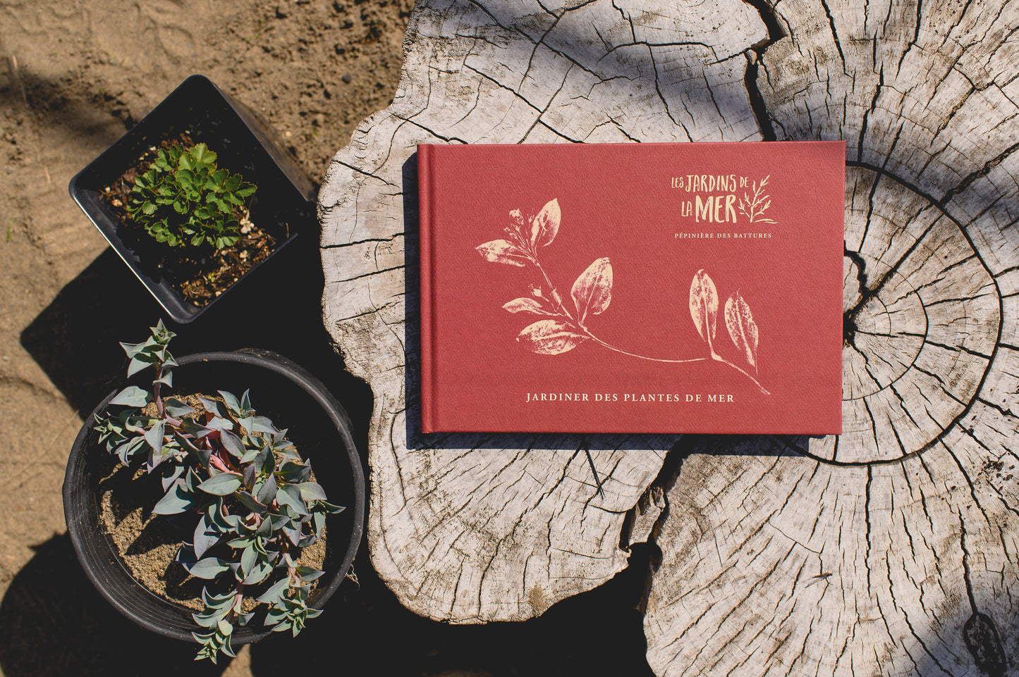Couverture du livre Jardiner des plantes de mer par Claudie Gagné