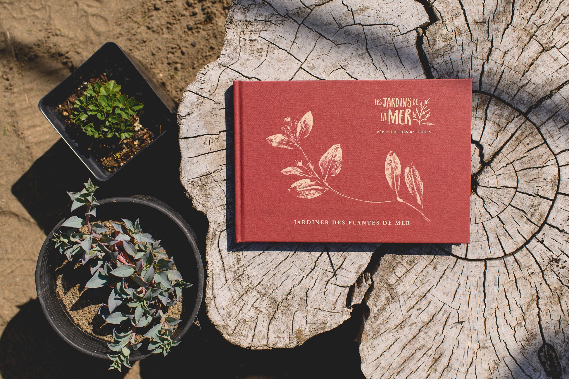 Couverture du livre Jardiner des plantes de mer par Claudie Gagné