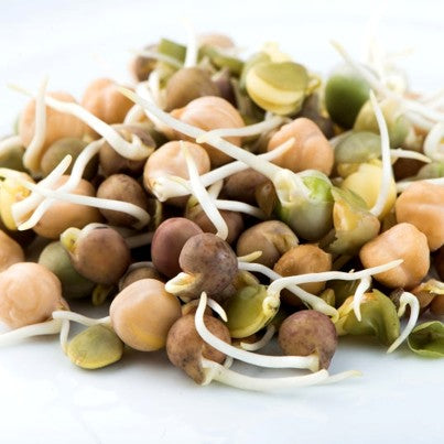 Haricots croquants en mélange - Semences à germer