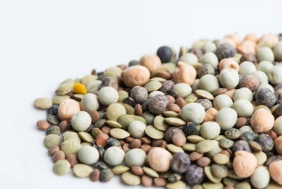 Haricots croquants en mélange - Semences à germer