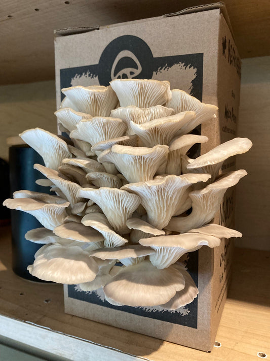 Sac de culture de champignons