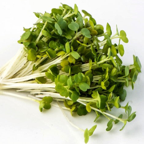 Roquette - Semences à germer