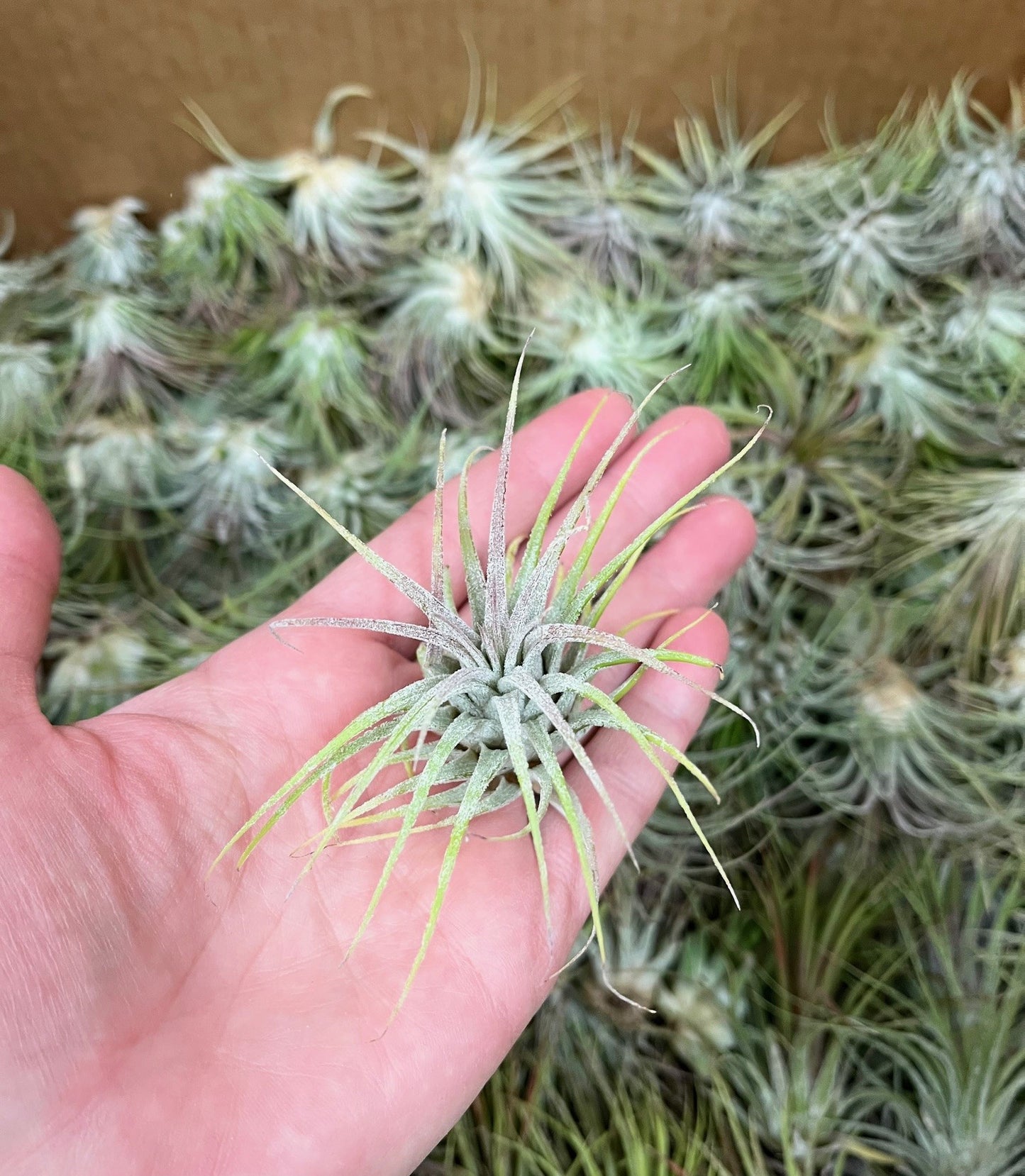 Gros plan sur la taille miniature de 6 cm de la plante aérienne Tillandsia ionantha ionantha