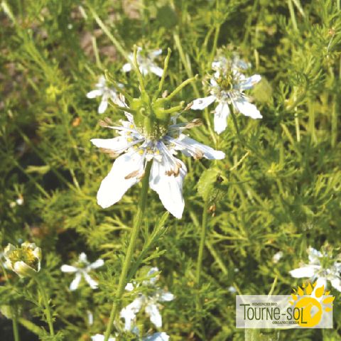 Nigelle cumin noir