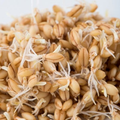 Orge à grain nus - Semences à germer