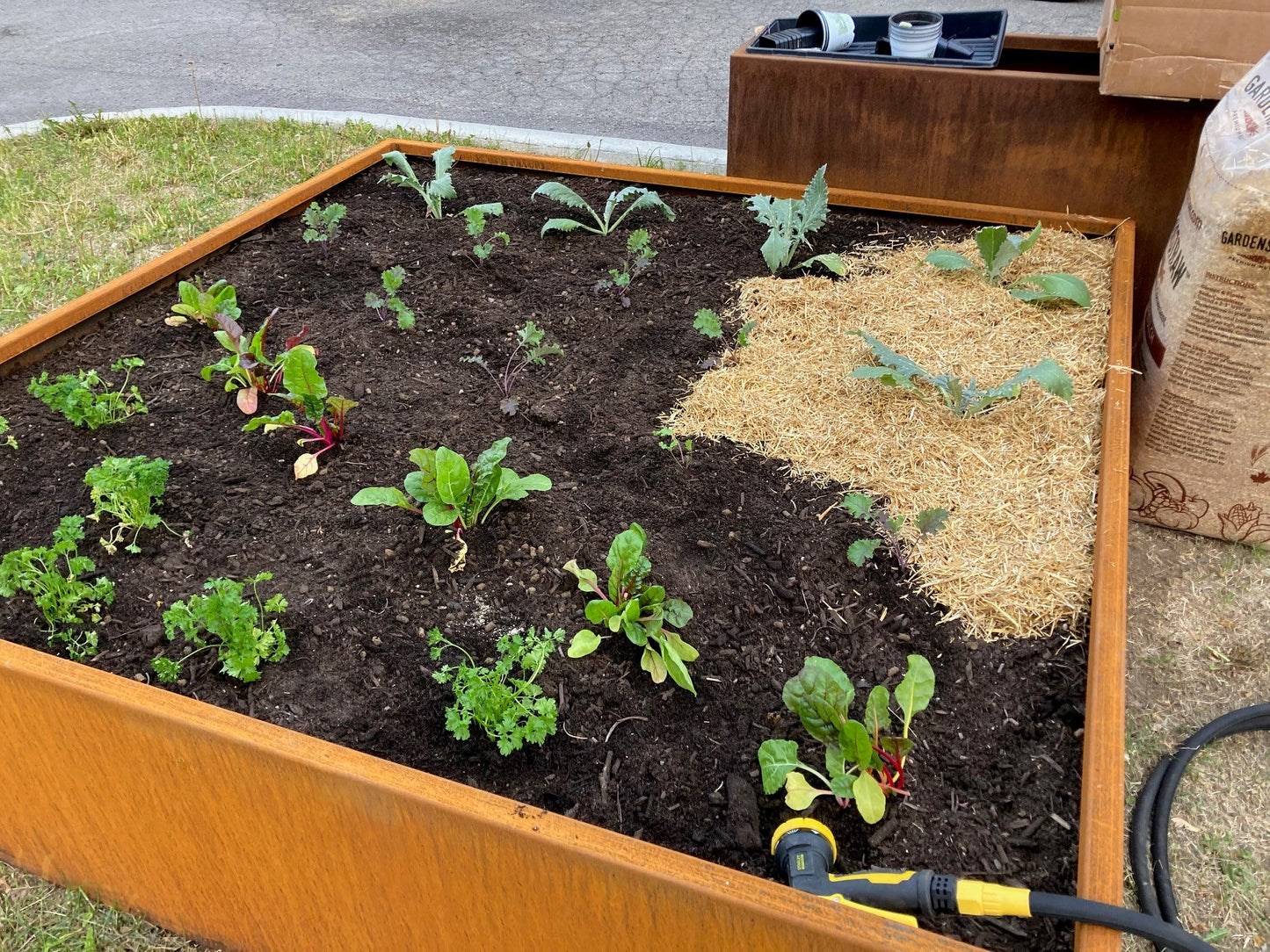 Paille de blé utilisée comme paillis dans un bac de jardinage