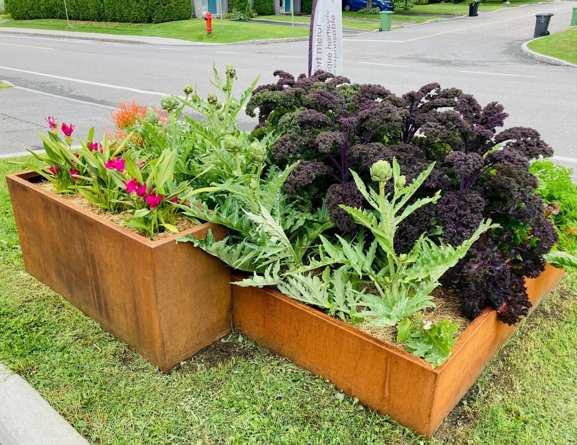 Paille de blé appliquée autour de fleurs et plants au potager