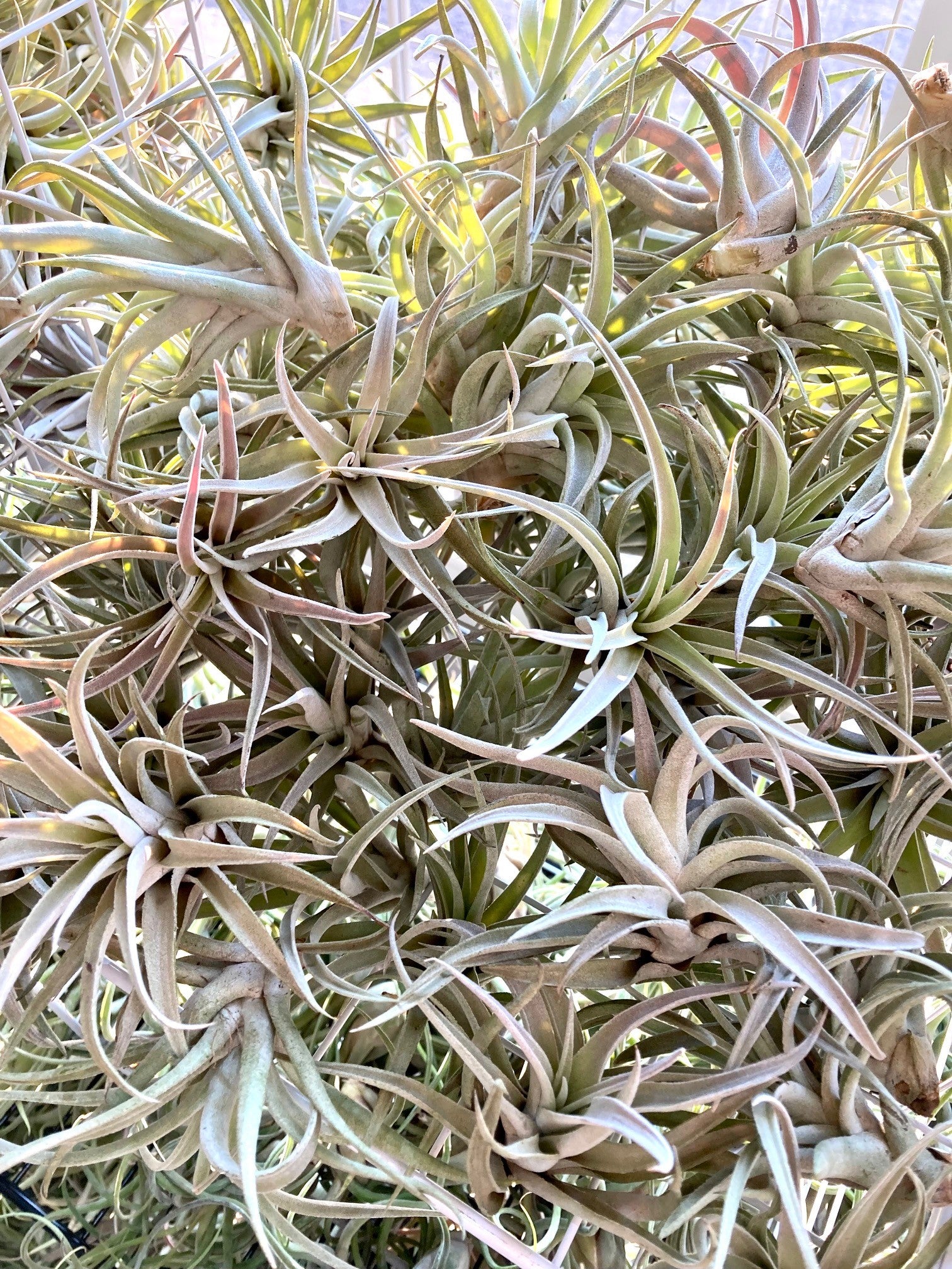 Plante aérienne décorative Tillandsia harrisii sans terre de 10 cm