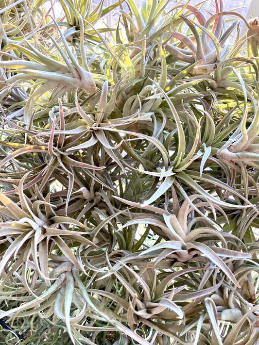 Plante aérienne décorative Tillandsia harrisii sans terre de 10 cm
