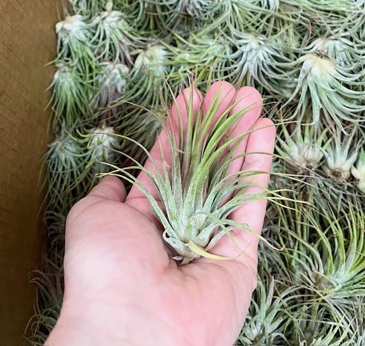 Petites plantes aériennes Tillandsia ionantha ionantha vertes et rosées tenues dans le creux de la main