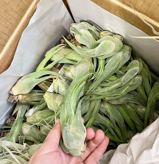 Plante aérienne Tillandsia selenaria sans terre mesurant entre 12 et 15 cm