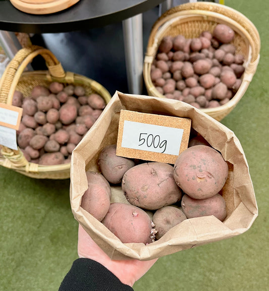 Pommes de terre de semence BIO