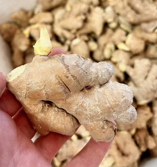 Rhizome de gingembre certifié biologique pré-germe prêt pour la plantation