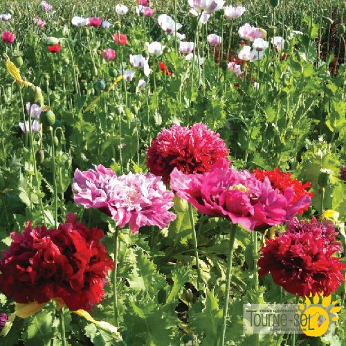 Sachet de semences de pavots mélangés de la Ferme coopérative Tourne-Sol