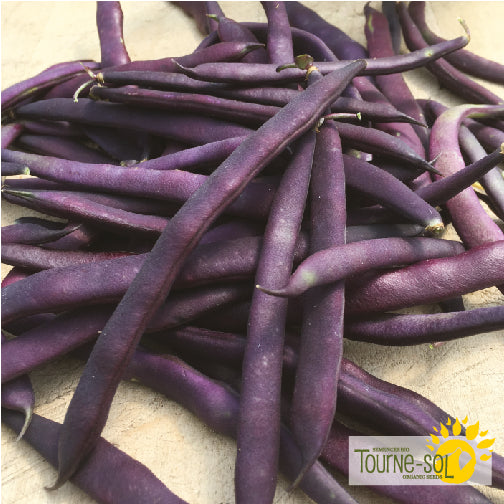 Sachet de semences de haricot grimpant violet Blue Coco biologique de la Ferme coopérative Tourne-Sol