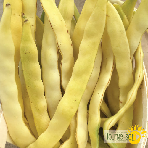 Sachet de semences de haricot grimpant jaune Gold Marie biologique de la Ferme coopérative Tourne-Sol