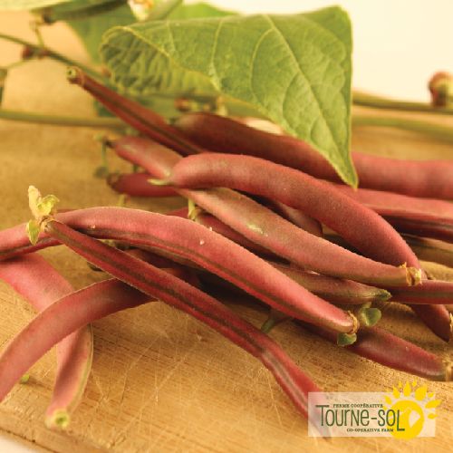 Sachet de semences de haricot nain rouge Red Swan de la Ferme coopérative Tourne-Sol