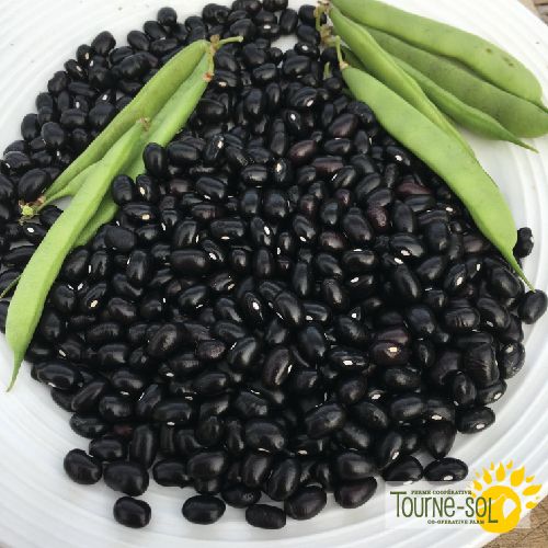 Sachet de semences de haricot nain sec Black Turtle de la Ferme coopérative Tourne-Sol