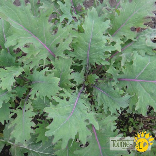 Sachet de semences de kale Red Russian de la Ferme coopérative Tourne-Sol