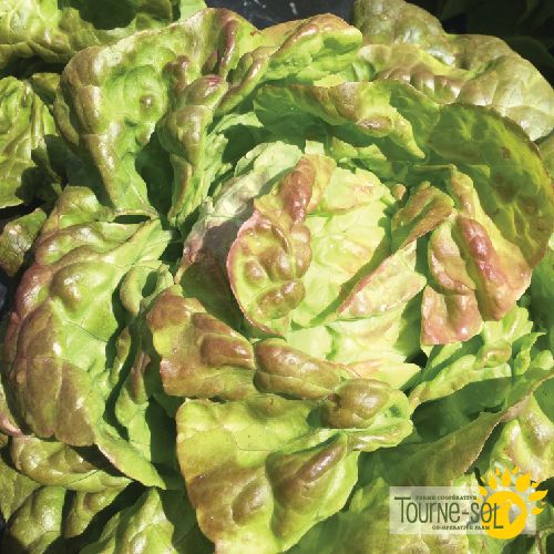 Sachet de semences de laitue Pirat biologique de la Ferme coopérative Tourne-Sol