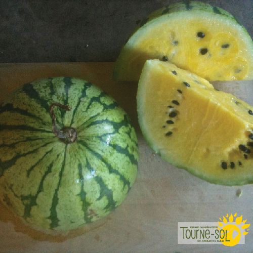 Sachet de semences de melon d'eau Early Moonbeam de la Ferme coopérative Tourne-Sol