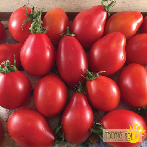 Sachet de semences de tomate Fiaschetto de la Ferme coopérative Tourne-Sol