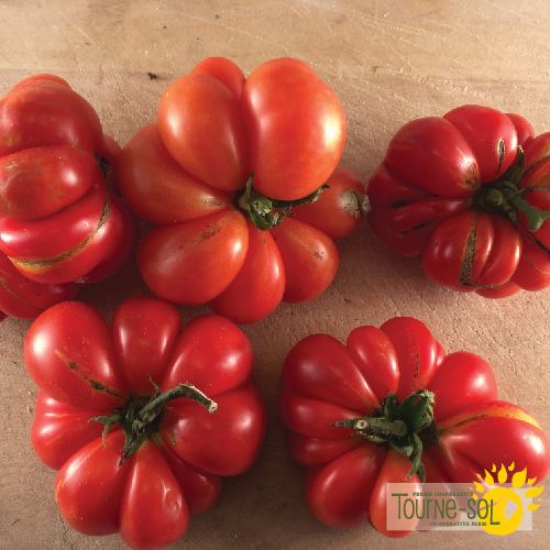 Tomate Rouge Reisetomate