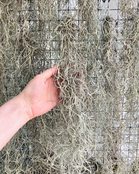 Tillandsia usneoides