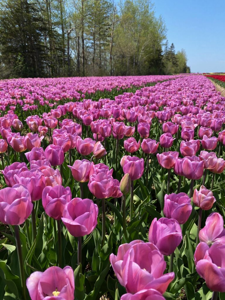 Bulbes de tulipes canadiennes