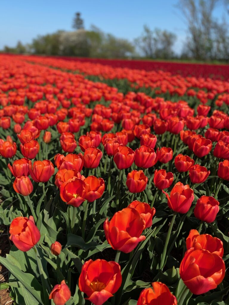 Bulbes de tulipes canadiennes