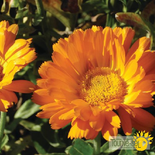 Calendule Erfurter