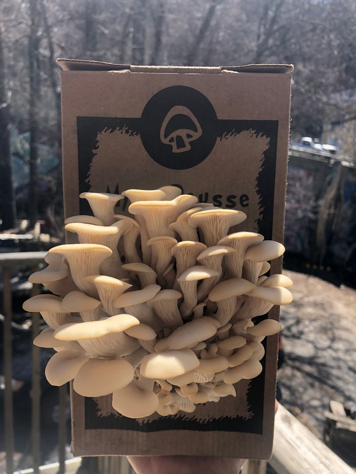 Sac de culture de champignons