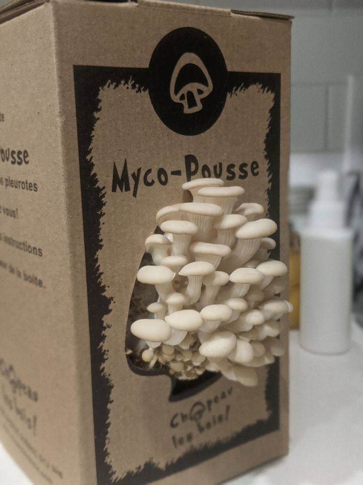 Sac de culture de champignons