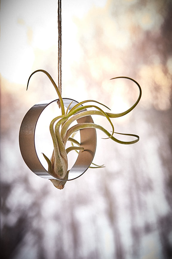 Suspension avec plante aérienne