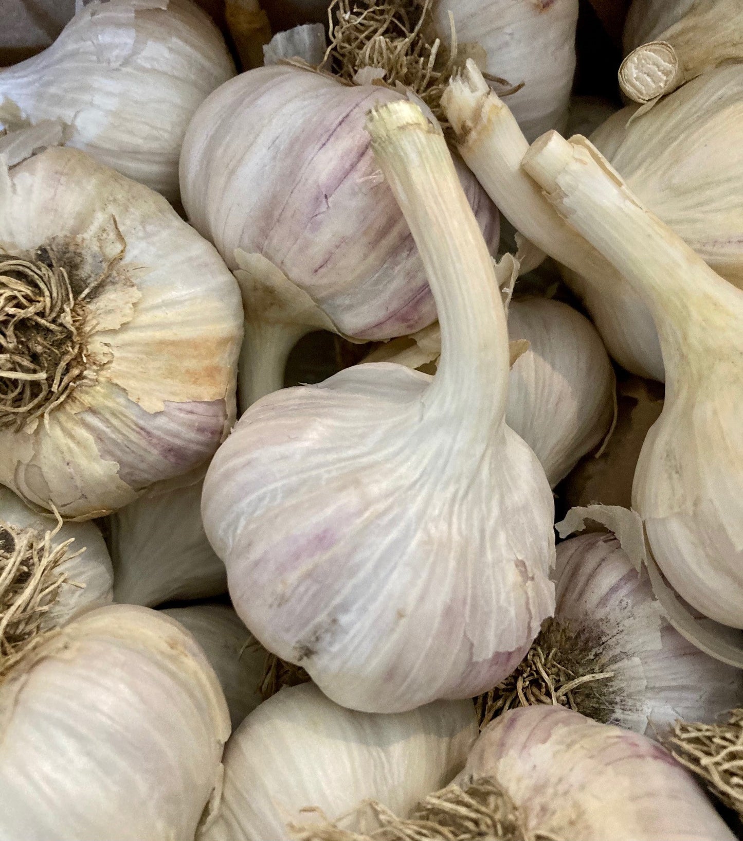 Gros plan sur les nombreux petits caïeux (gousses) séparés d'un bulbe d'ail Purple Glazed, prêts pour la plantation.