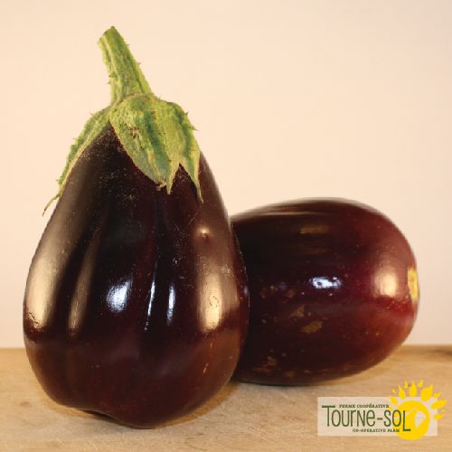 Aubergine Black beauty