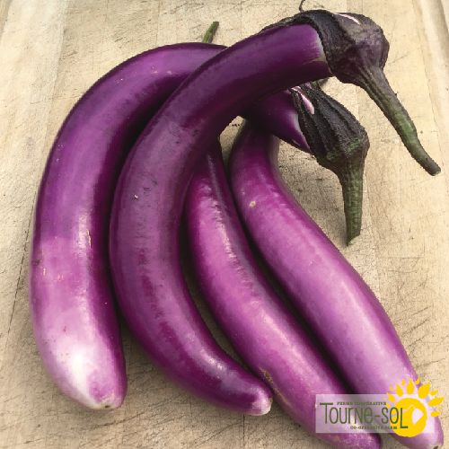 Aubergine Ping tung lon