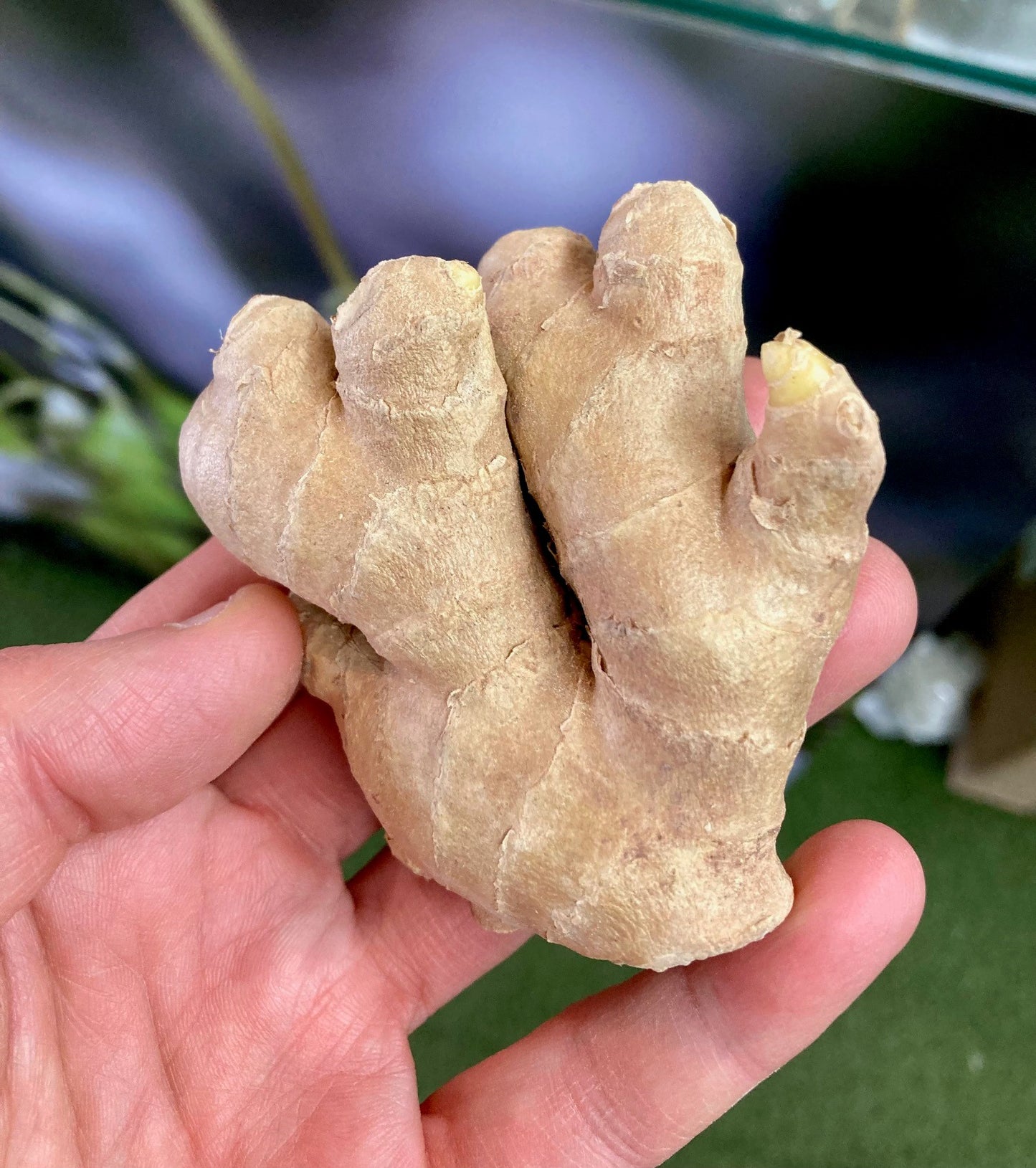 Gros plan sur un rhizome de gingembre bio pour agriculture urbaine