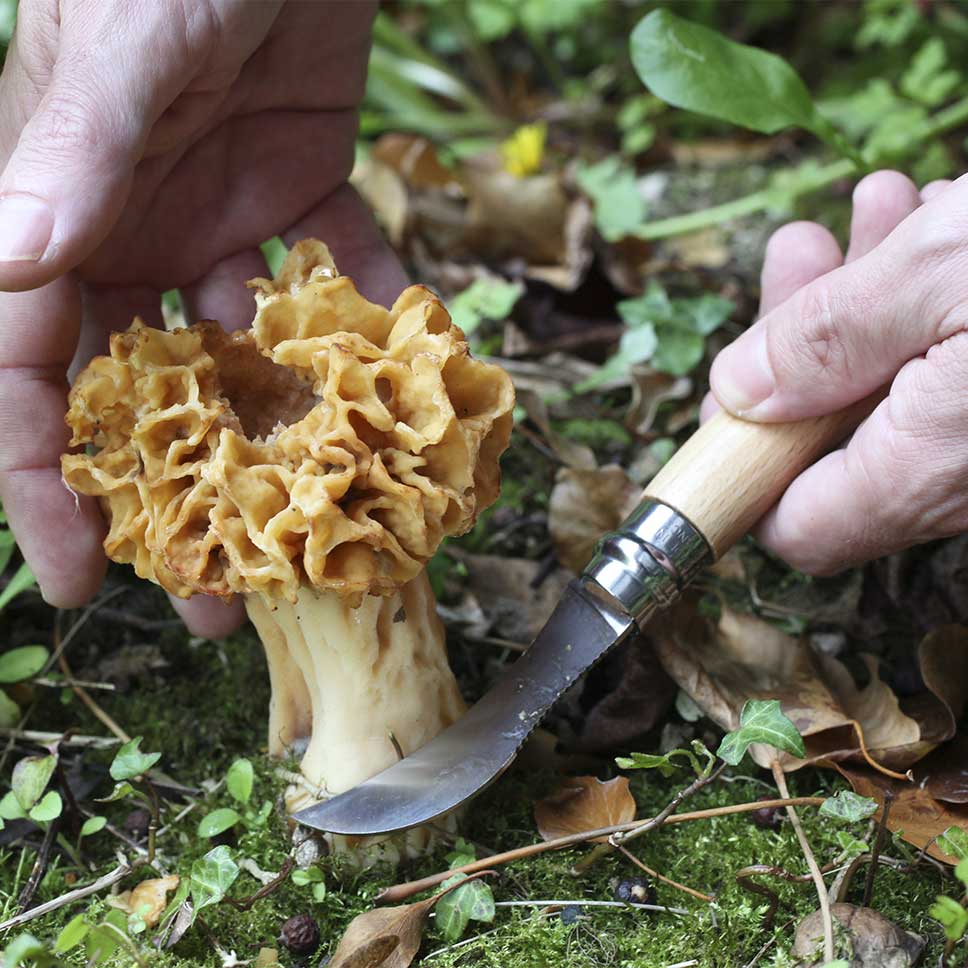 Couteau à champignon avec brosse – Le Prince Jardinier