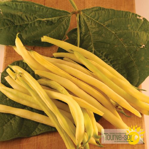 Haricot nain jaune Gold rush
