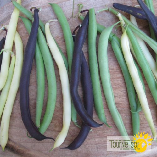 Mélange de Haricots nains