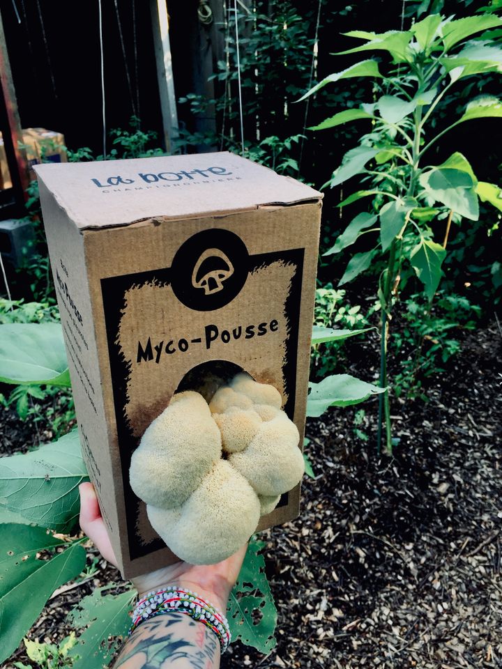 Sac de culture de champignons