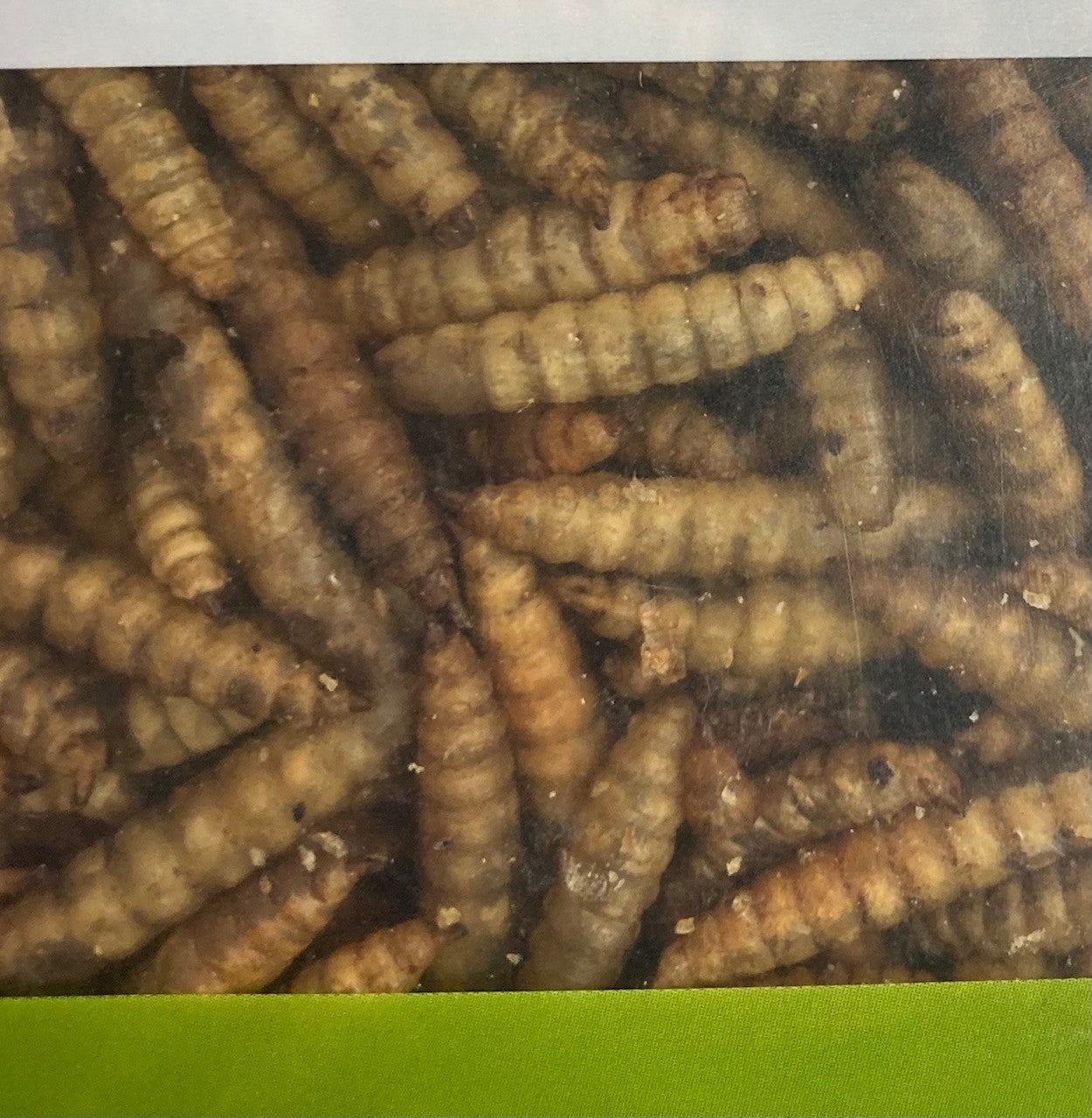 Insectes séchés