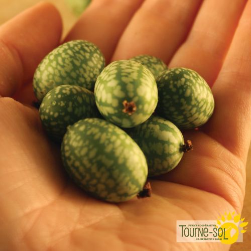 Melon souris