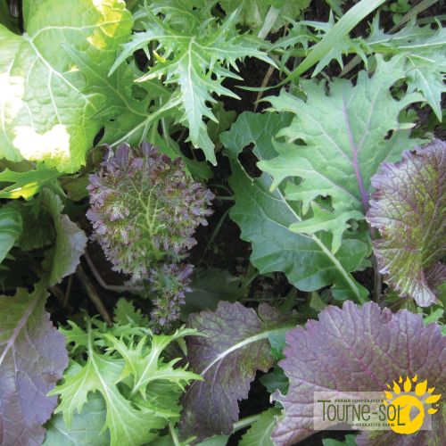 Mesclun combo crucifères de luxe