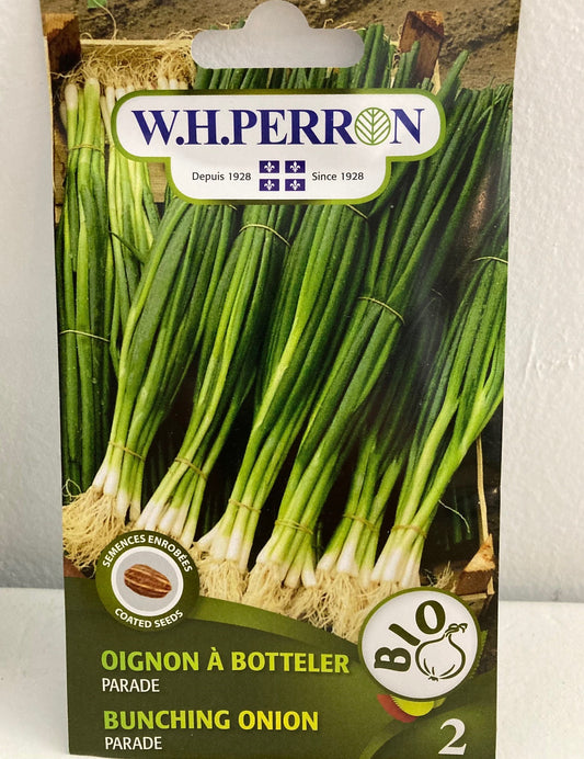 Oignon à botteler enrobé d'argile