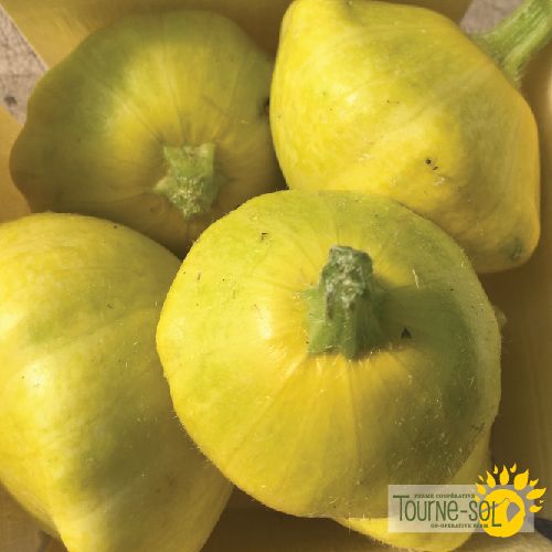 Courgette pâtisson Golden scallopini