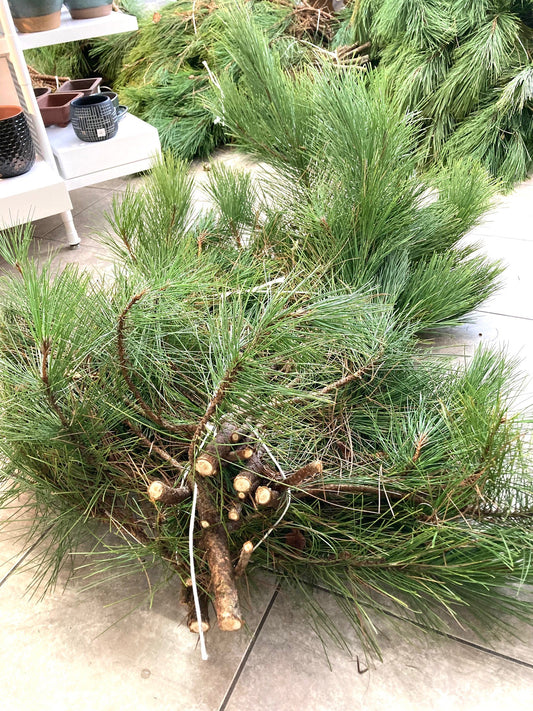 Paquet branches Pin rouge naturel
