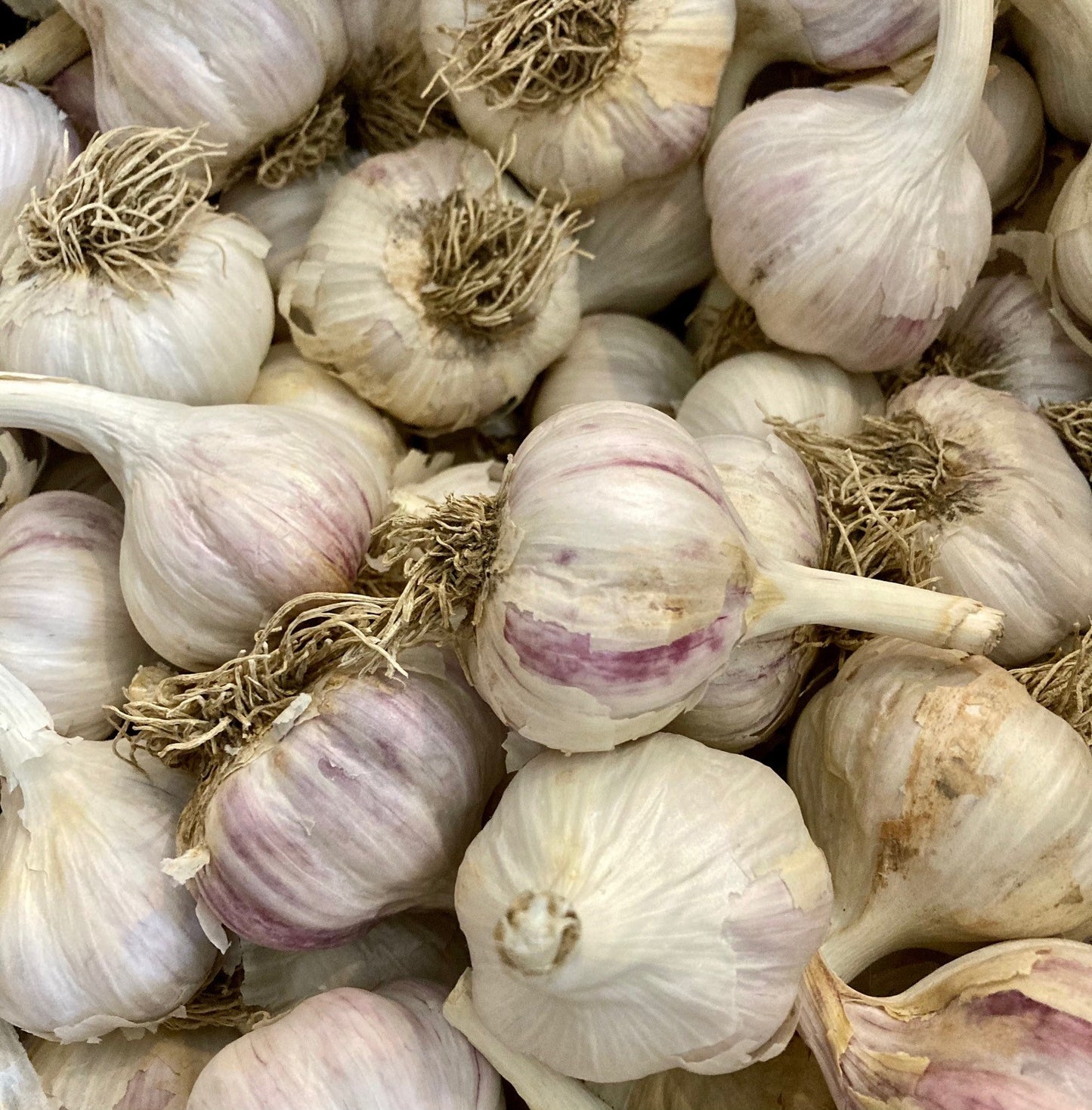 Ail variété purple glazed